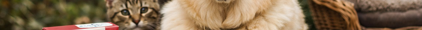 De ultieme gids over ontwormingsmiddelen voor honden