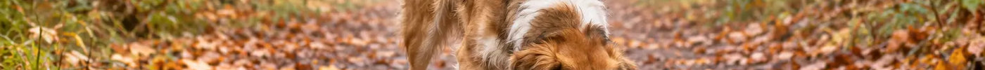Hond snuffelt ontspannen tussen herfstbladeren op een rustig bospad