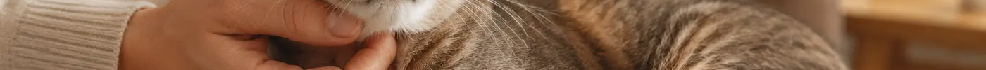 Ontspannen kat ligt spinnend op schoot en wordt onder de kin geaaid
