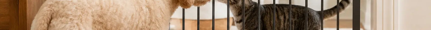 Hond en kat maken rustig kennis aan weerszijden van een afsluithek