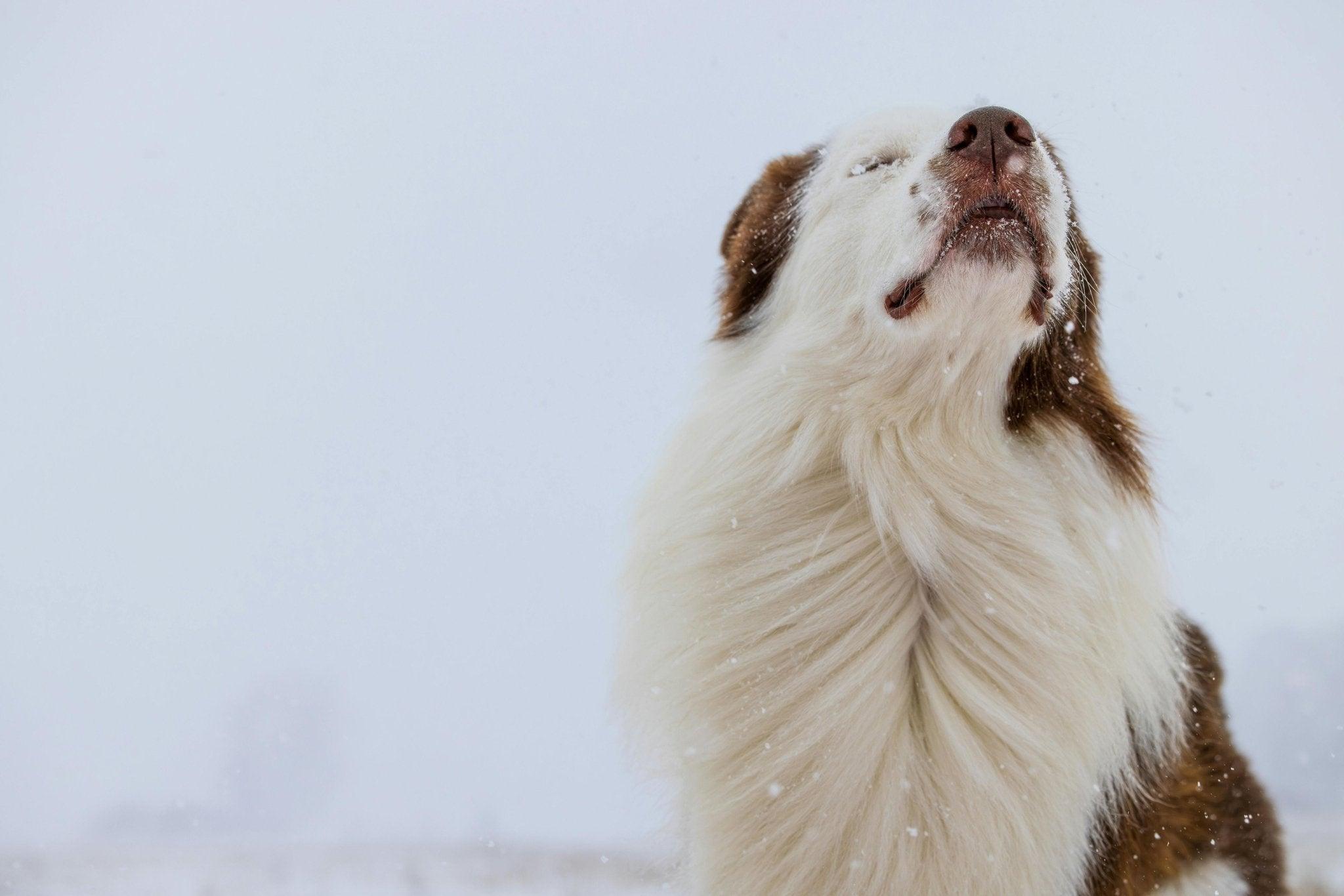 Top 3 tips om de vacht van een langharige hond te verzorgen - Fidello