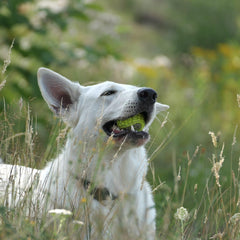 Collection image for: Bijna onverwoestbare balletjes