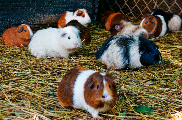 Bodembedekking & nestmateriaal