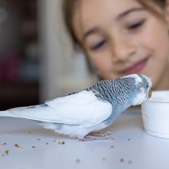 Collection image for: Hoofdvoeding - droogvoer voor vogels