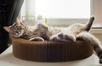 Kattenmanden & kussens