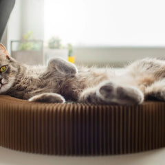 Kattenmanden & kussens