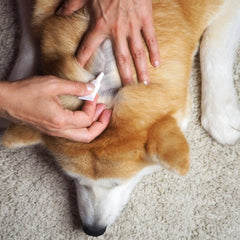 Collection image for: Vlooien, teken & ontworming