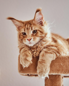 Collection image for: Alle krabpalen