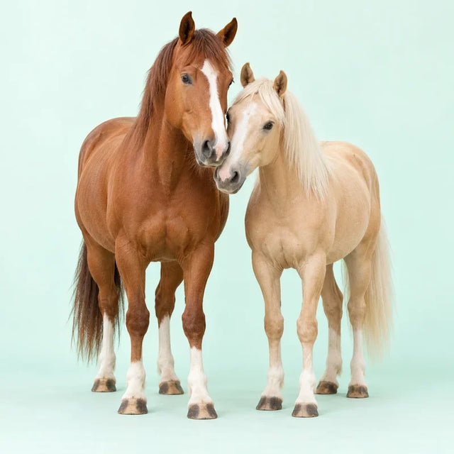 Twee paarden