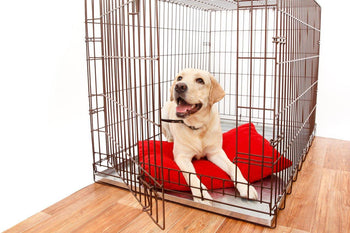 Hondenbenches & Transportboxen - Fidello