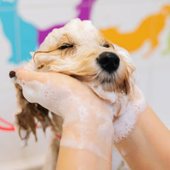 Collection image for: Hondenshampoo & conditioner