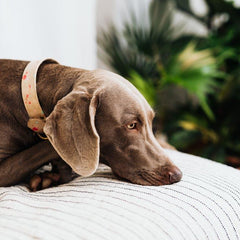 Collection image for: Stress verminderen