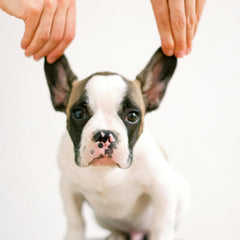 Collection image for: Oorverzorging