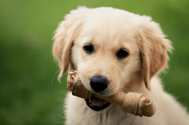 Snacks en beloningen voor puppy’s - Fidello