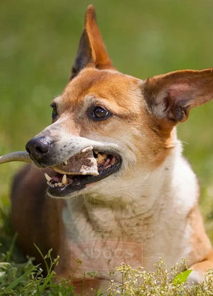 4DOGS Gryzak z poroża M hard