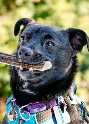 4DOGS Gryzak z poroża L easy