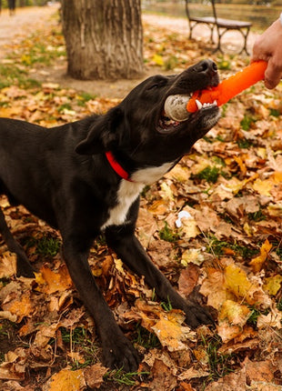 Dingo Zabawka dla psa - Guma TPR - Aport Dent 24cm