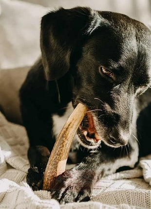 4DOGS Gryzak z poroża S hard