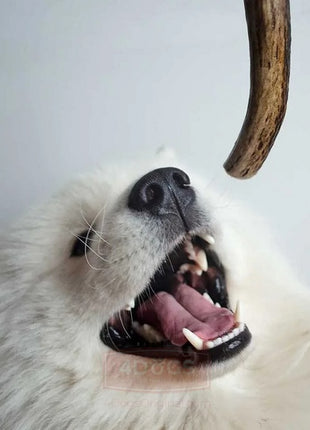 4DOGS Gryzak z poroża L hard