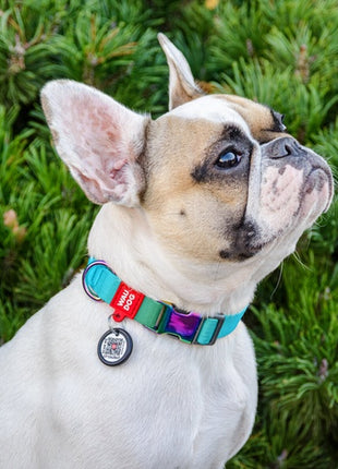 Collar WauDog Recycled Obroża nylonowa z QR-paszportem, gradient XL 25mm x 37-58cm niebieski