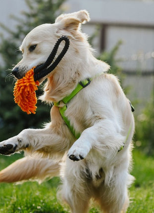 Dingo Zabawka dla psa - Szarpak Mop z rączką bungee niebieski
