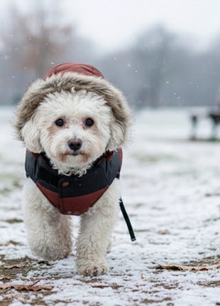 Zolux Kurtka puchowa dla psa New Mountain R.50 ceglasta