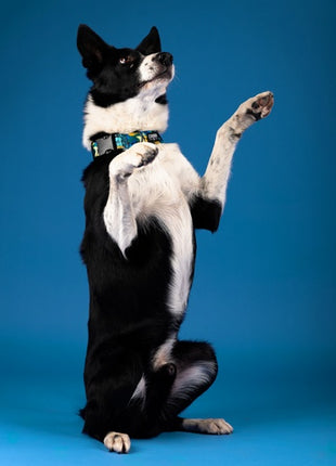 CHABA Obroża regulowana Story III M Carnival