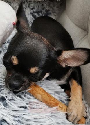 4DOGS Gryzak z drzewa kawowego XL