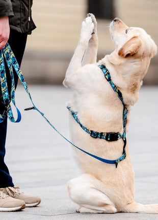 CHABA Smycz regulowana Story III M 20mm/260cm Carnival