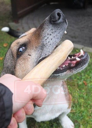 4DOGS Gryzak z drzewa kawowego L