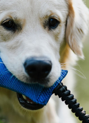 Dingo Zabawka dla psa - Szarpak z węża strażackiego z rączką bungee niebieski