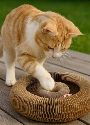 Zolux Chatouille Drapka tekturowa składana z piłką i kocimiętką