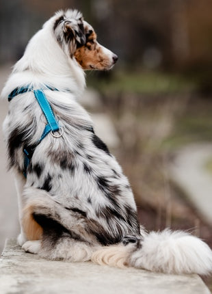 CHABA Szelki Guard Comfort Classic M morskie