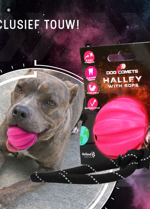 Dog Comets Halley Met Touw Roze