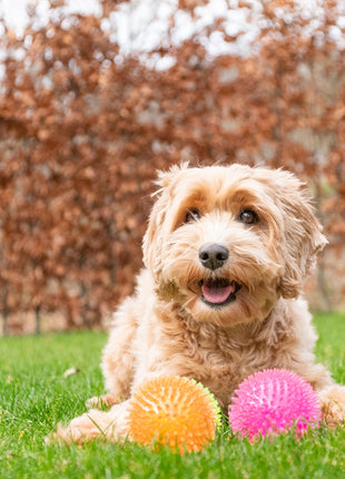 Dog Comets Exoplanet Egelbal Roze