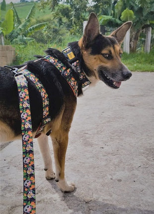 Dingo Obroża regulowana City - Chiapas 3,0cm/60cm