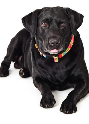 Dingo Obroża regulowana America Kolorado 3,0cm/60cm