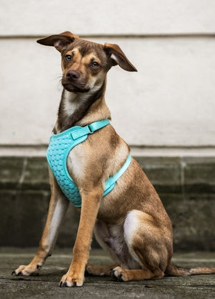 Dingo Szelki bezuciskowe z dwupaskową regulacją L miętowe