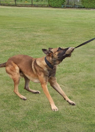 Dingo Zabawka dla psa - Sztuczne Futro z rączką bungee 150cn