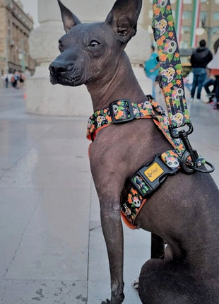 Dingo Szelki dwupaskowe Guard City - Chiapas rozmiar M