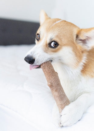 Petstages DogWood petite patyk PS216