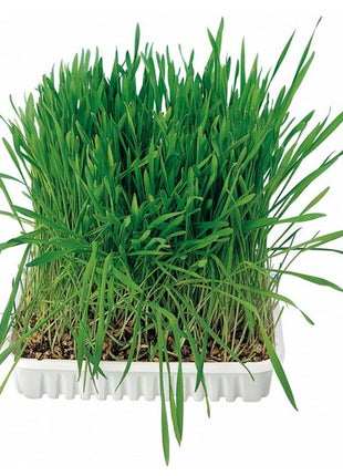 Trixie Trawa dla kota w woreczku 100g [4236]