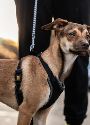 Dingo Szelki bezuciskowe z dwupaskową regulacją M czarne