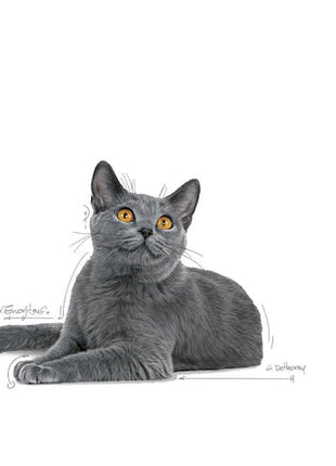 Royal Canin Dental Care karma sucha dla kotów dorosłych, redukująca odkładanie kamienia nazębnego 400g