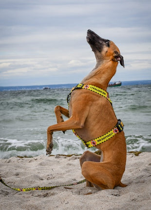 Dingo Szelki dwupaskowe Guard City - Nie Dotykaj rozmiar M