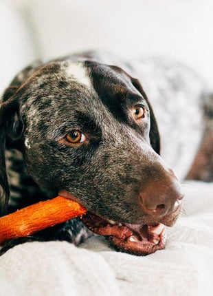 Petstages DogWood Mesquite petite patyk PS30142