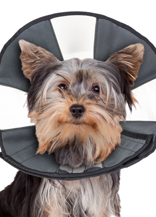 Zenpet Procone