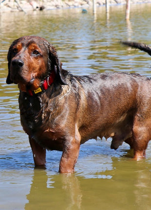 Dingo Obroża Scandi 3,0cm/60cm czerwona