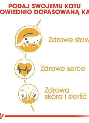 Royal Canin Maine Coon Adult karma sucha dla kotów dorosłych rasy maine coon 4kg