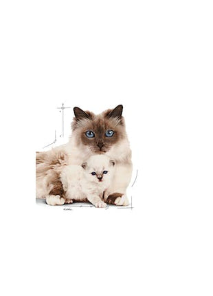 Royal Canin Mother & Babycat Mousse karma mokra - mus dla kociąt i kotek karmiących puszka 195g